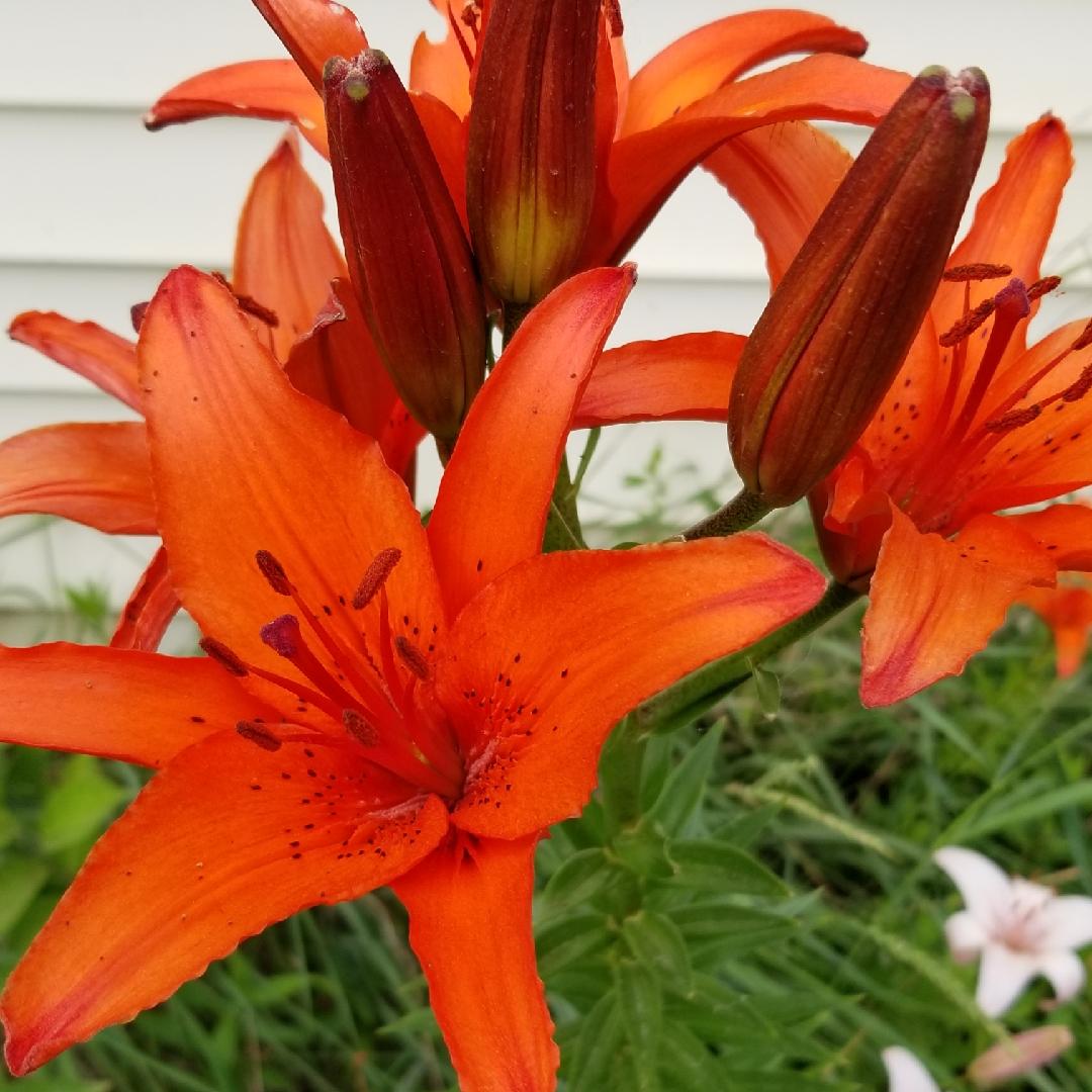 Lilium Asiaticum Orange Matrix - View 8 from www redcrocus com