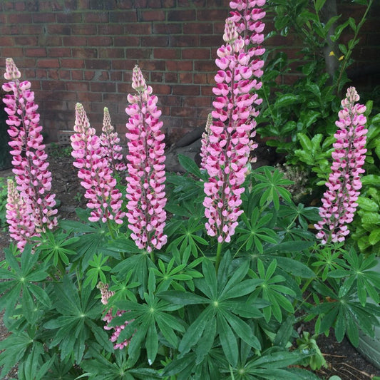 Lupinus Polyphyllus Mini Gallery Pink - View 10 from www redcrocus com