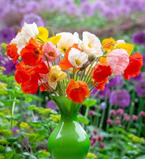 Papaver Nudicaule Champagne Bubbles Mix - View 11 from www redcrocus com