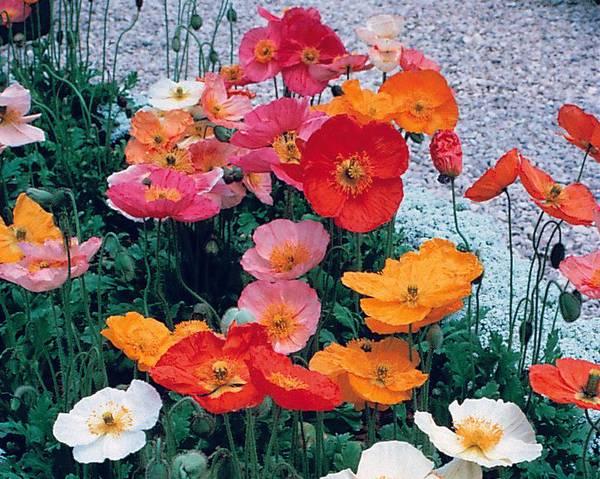 Papaver Nudicaule Champagne Bubbles Mix - View 15 from www redcrocus com