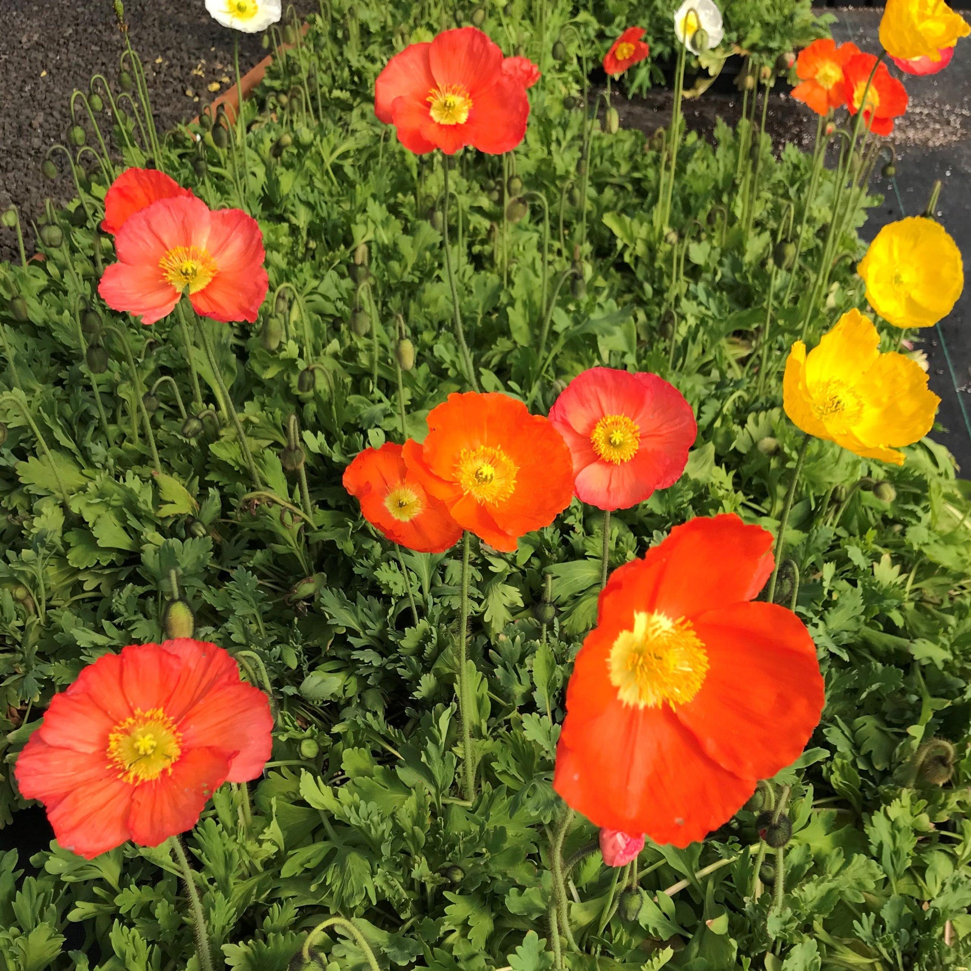 Papaver Nudicaule Champagne Bubbles Mix - View 16 from www redcrocus com