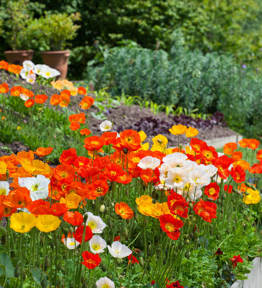 Papaver Nudicaule Champagne Bubbles Mix - View 1 from www redcrocus com