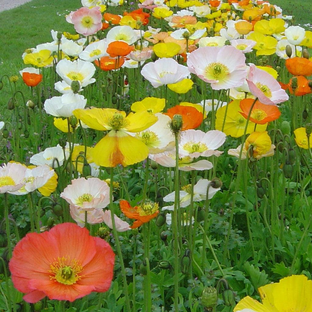 Papaver Nudicaule Champagne Bubbles Mix - View 3 from www redcrocus com