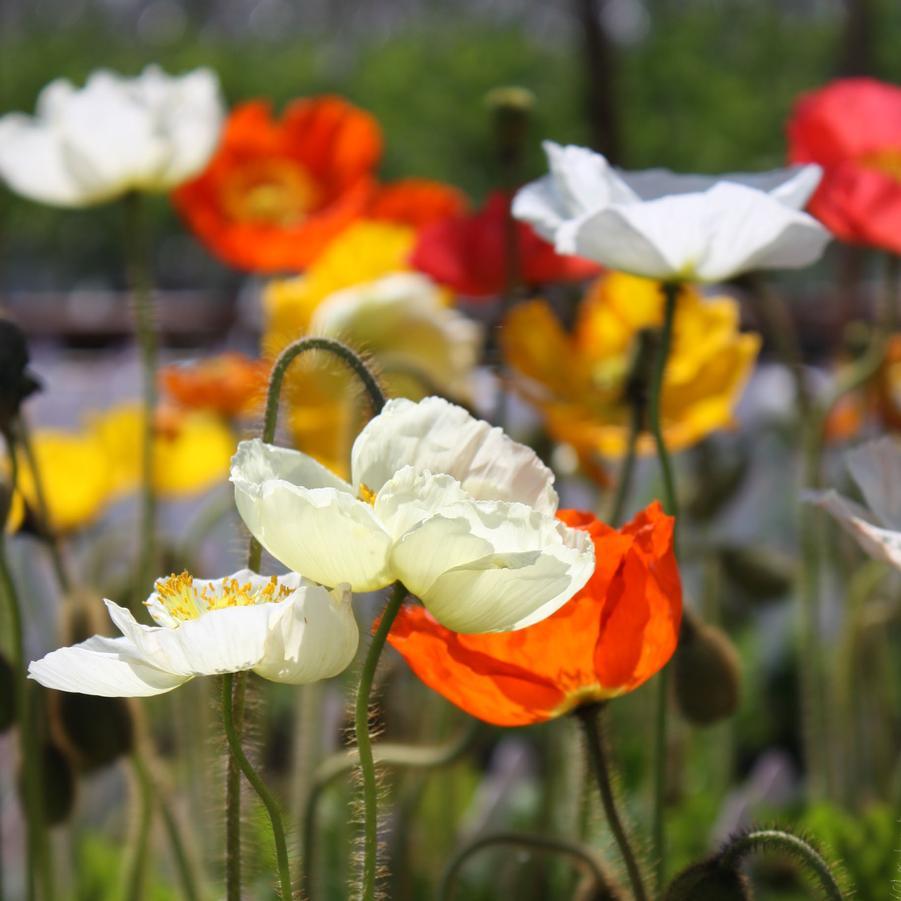 Papaver Nudicaule Champagne Bubbles Mix - View 4 from www redcrocus com