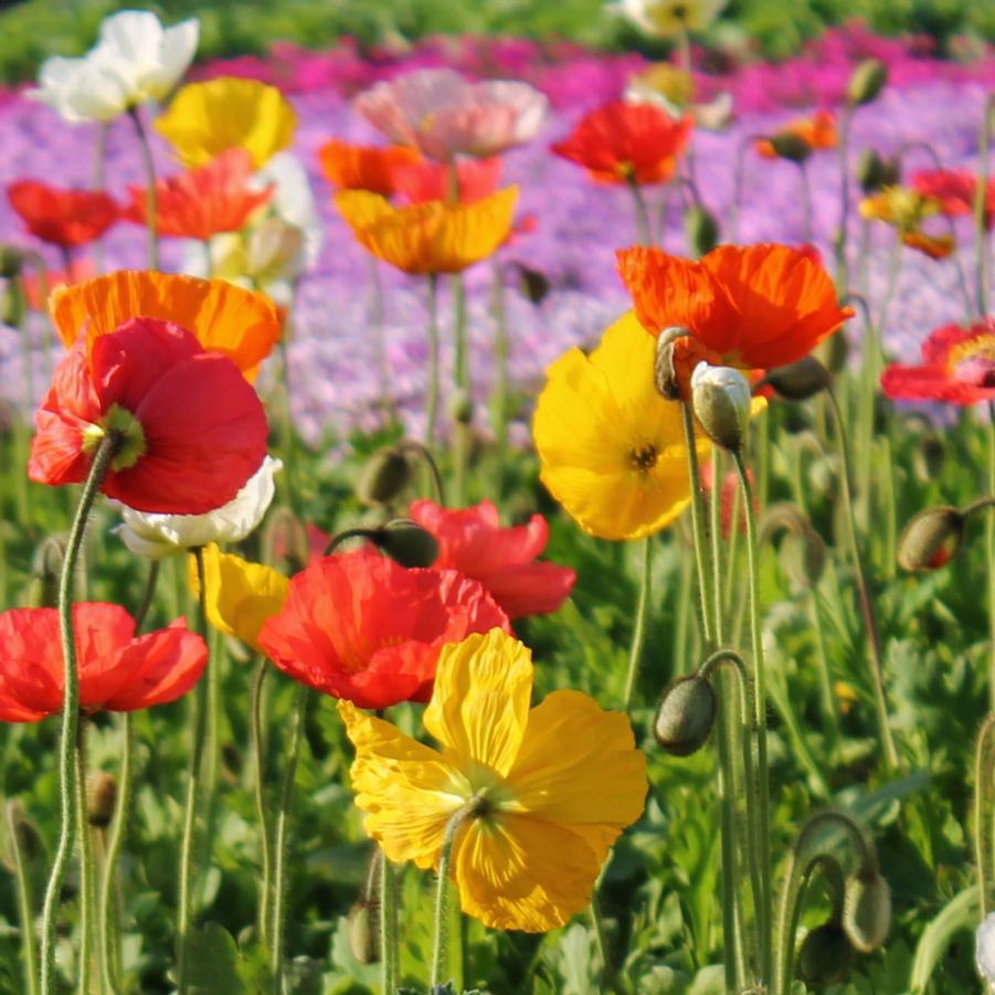 Papaver Nudicaule Champagne Bubbles Mix - View 5 from www redcrocus com