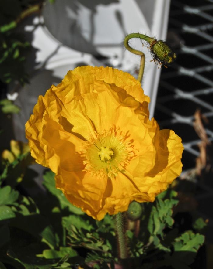 Papaver Nudicaule Champagne Bubbles Mix - View 6 from www redcrocus com