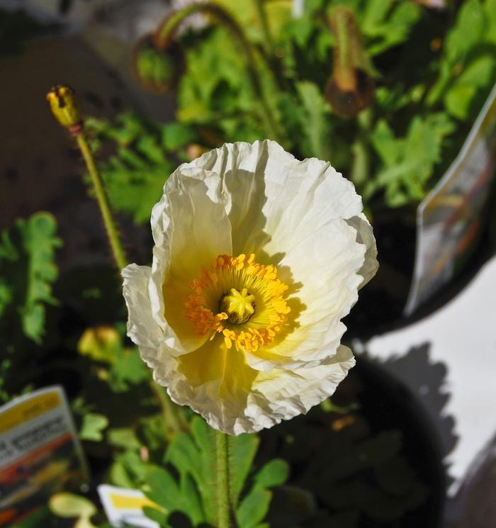 Papaver Nudicaule Champagne Bubbles Mix - View 7 from www redcrocus com