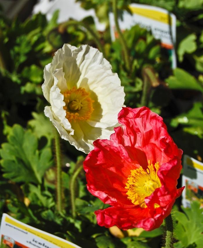 Papaver Nudicaule Champagne Bubbles Mix - View 8 from www redcrocus com