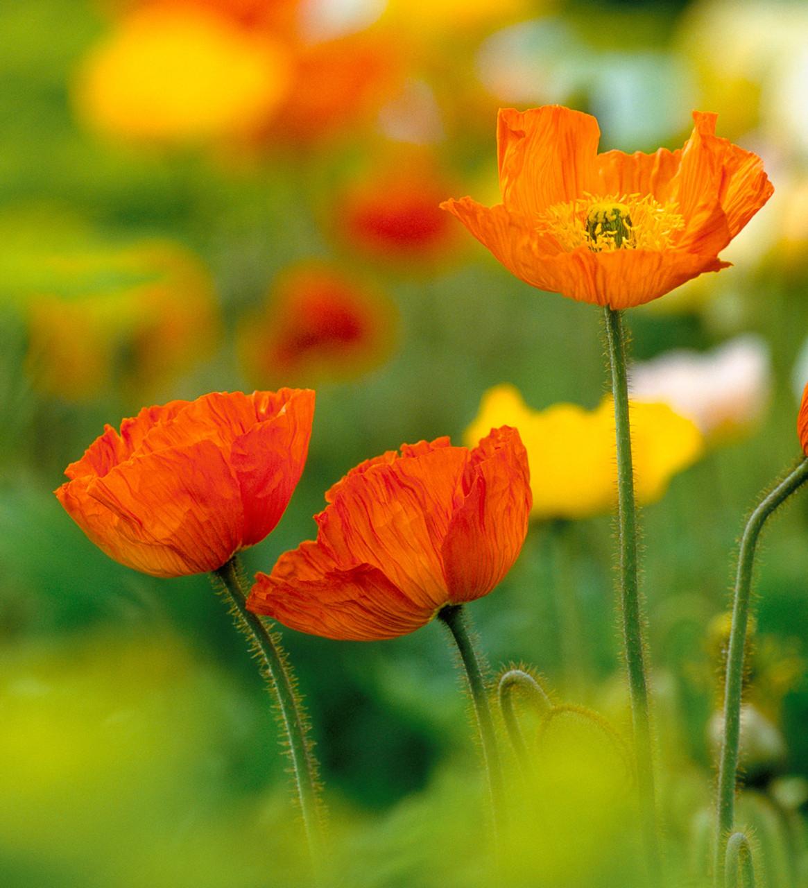 Papaver Nudicaule Champagne Bubbles Mix - View 9 from www redcrocus com