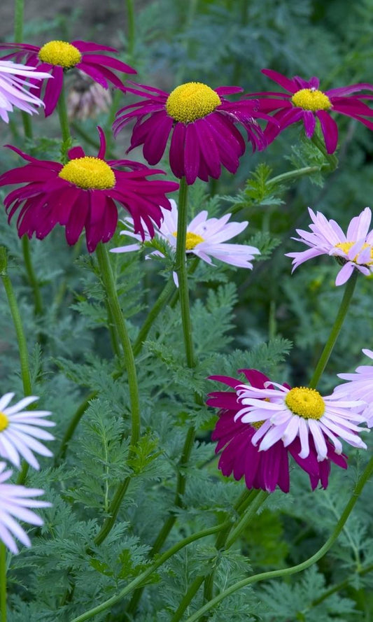 Tanacetum Coccineum Robinson S Dark Crimson - View 10 from www redcrocus com