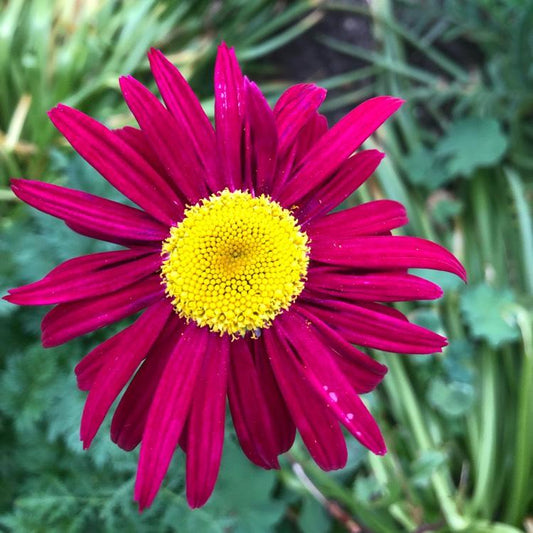 Tanacetum Coccineum Robinson S Dark Crimson - View 1 from www redcrocus com