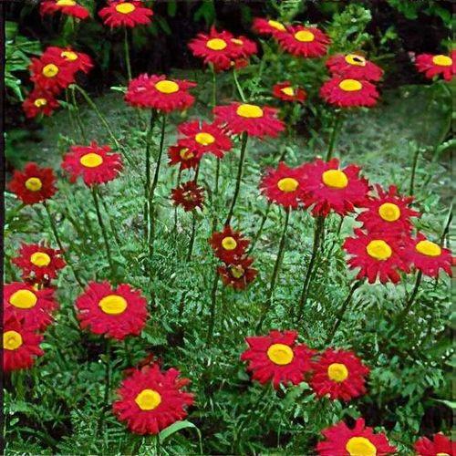 Tanacetum Coccineum Robinson S Roseum - View 10 from www redcrocus com