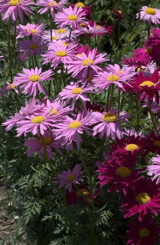Tanacetum Coccineum Robinson S Roseum - View 11 from www redcrocus com