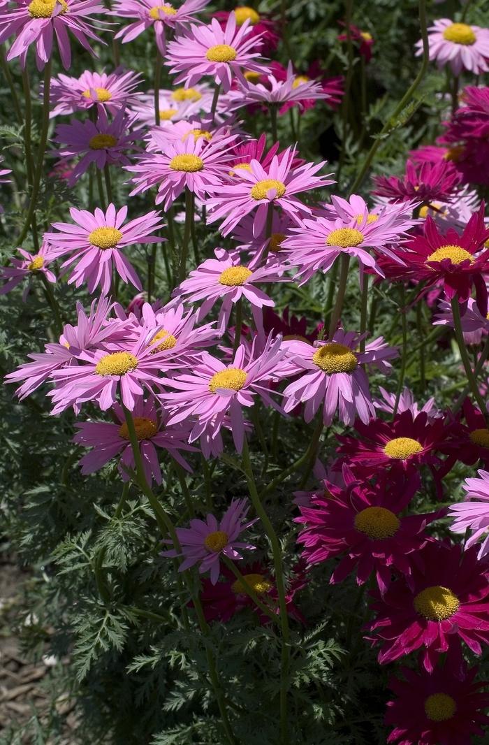 Tanacetum Coccineum Robinson S Roseum - View 11 from www redcrocus com