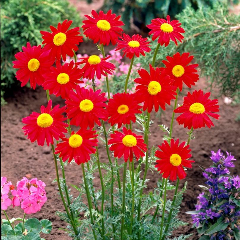 Tanacetum Coccineum Robinson S Roseum - View 13 from www redcrocus com