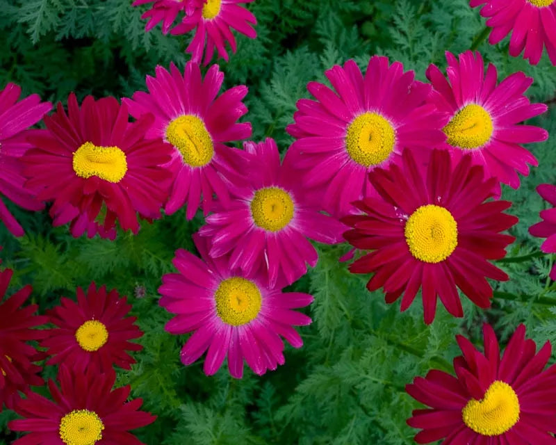 Tanacetum Coccineum Robinson S Roseum - View 14 from www redcrocus com