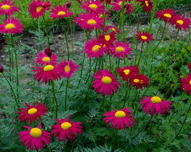 Tanacetum Coccineum Robinson S Roseum - View 14 from www redcrocus com