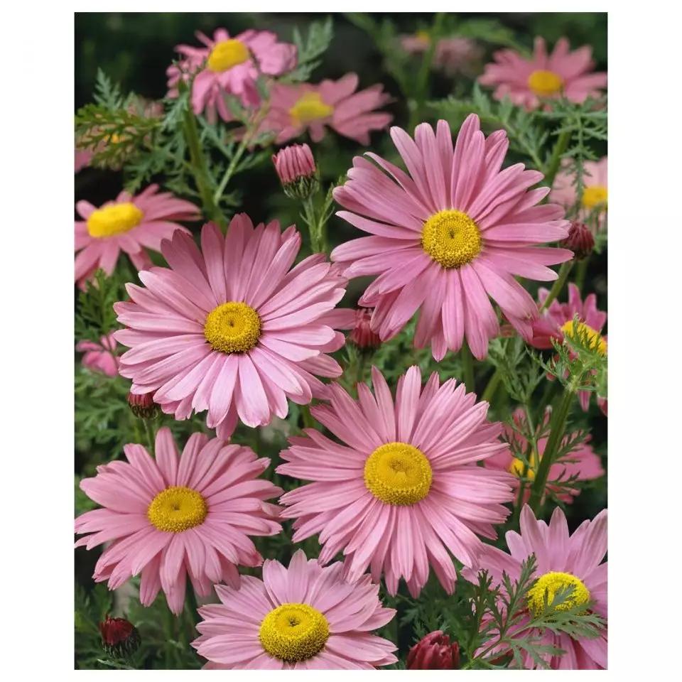 Tanacetum Coccineum Robinson S Roseum - View 15 from www redcrocus com