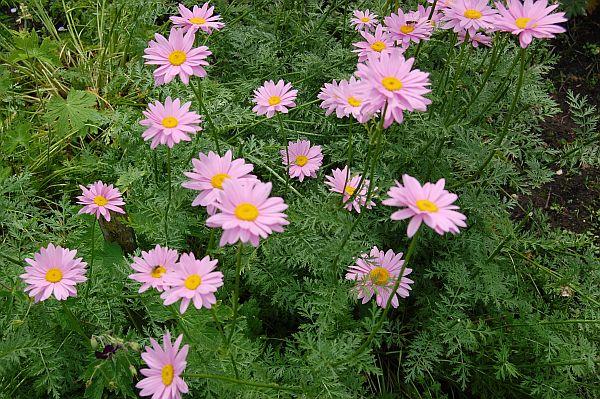 Tanacetum Coccineum Robinson S Roseum - View 16 from www redcrocus com