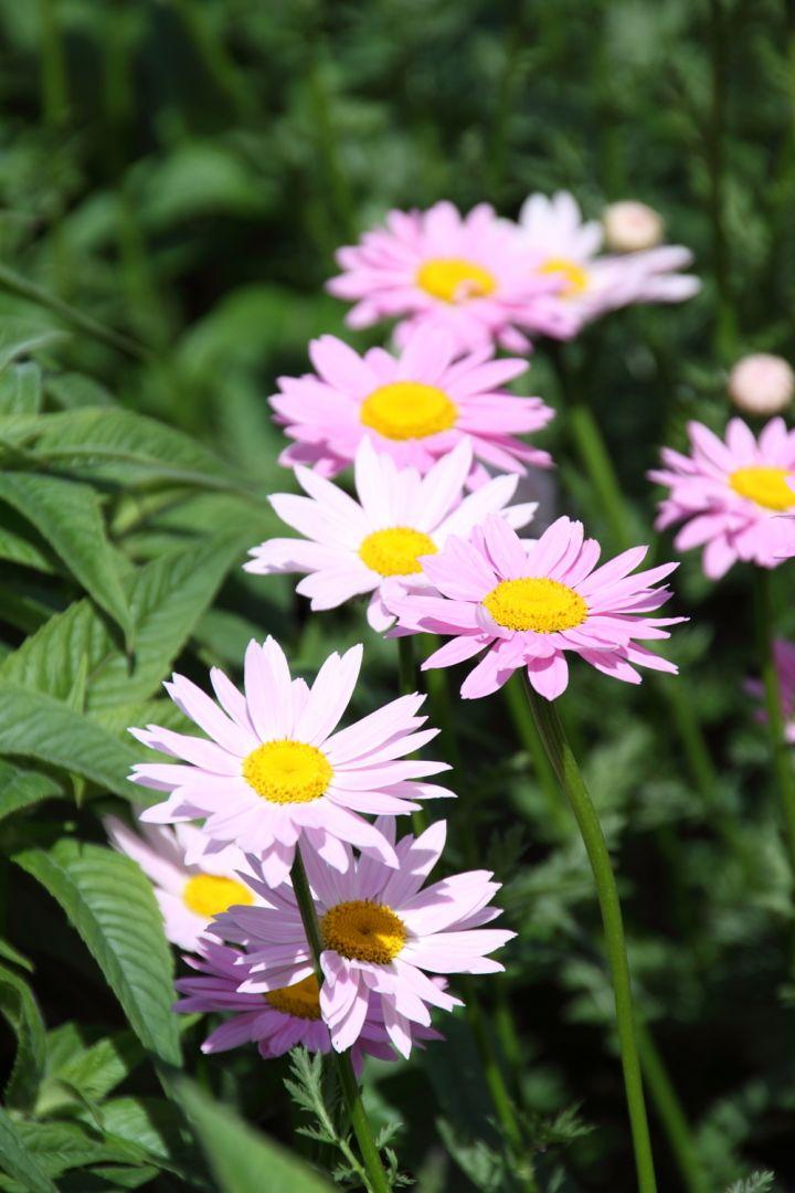 Tanacetum Coccineum Robinson S Roseum - View 19 from www redcrocus com