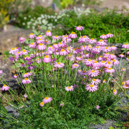 Tanacetum Coccineum Robinson S Roseum - View 1 from www redcrocus com