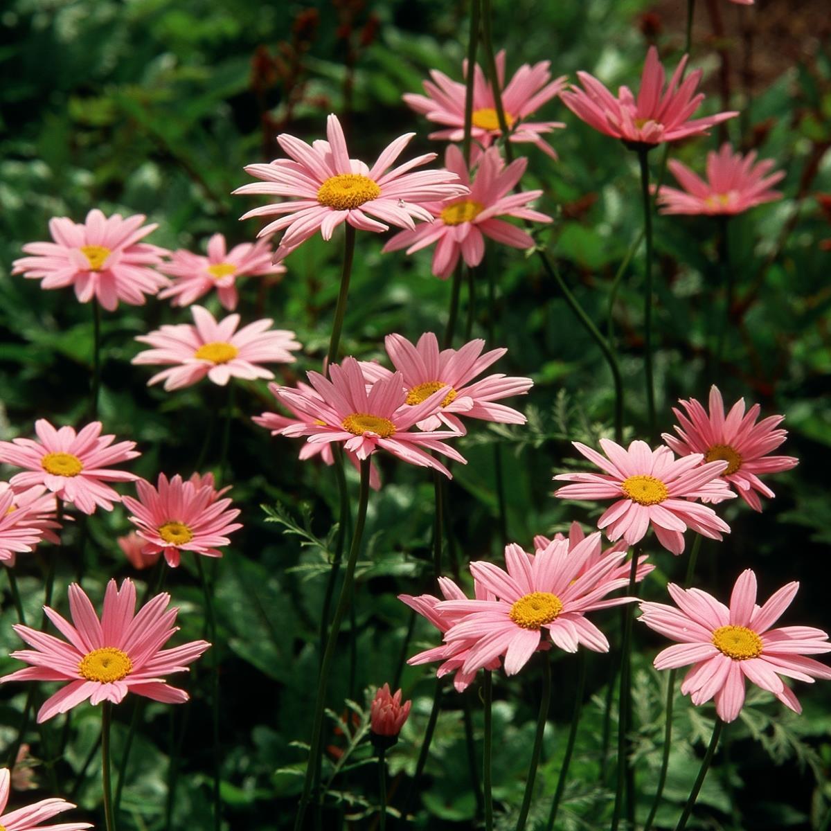 Tanacetum Coccineum Robinson S Roseum - View 4 from www redcrocus com