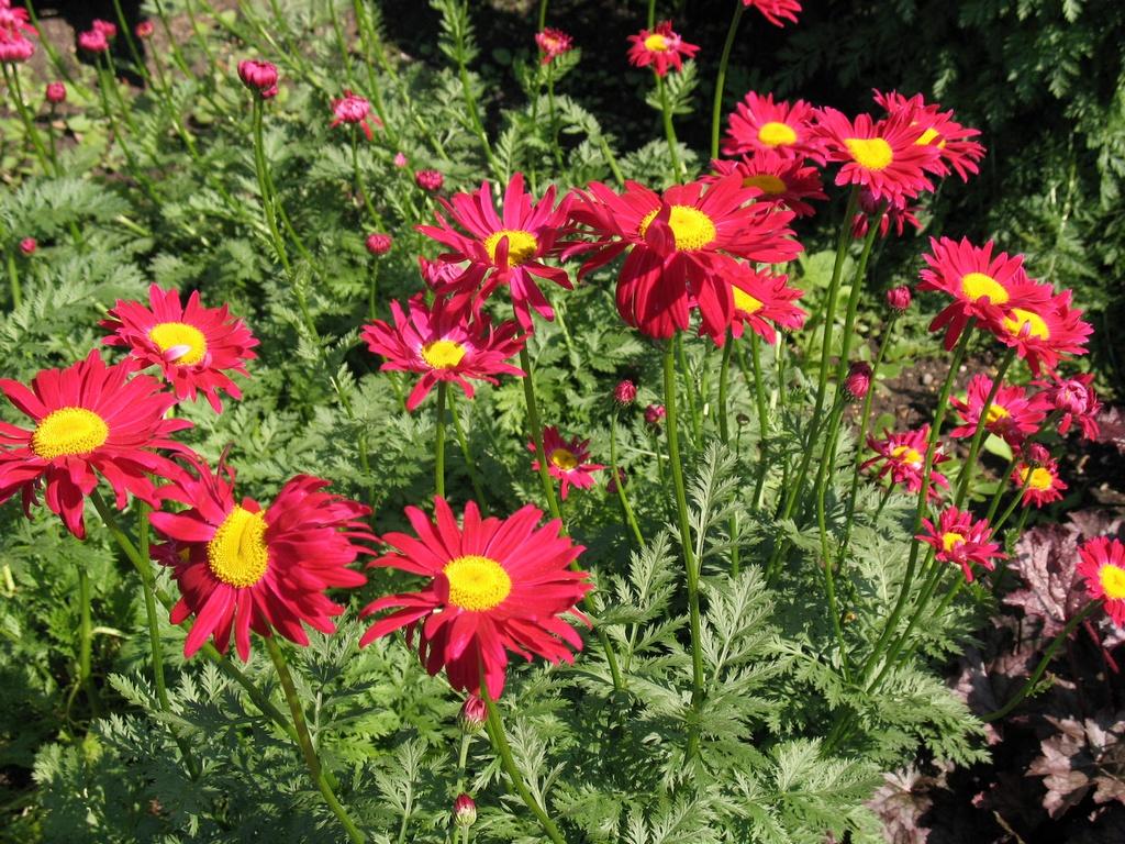Tanacetum Coccineum Robinson S Roseum - View 5 from www redcrocus com