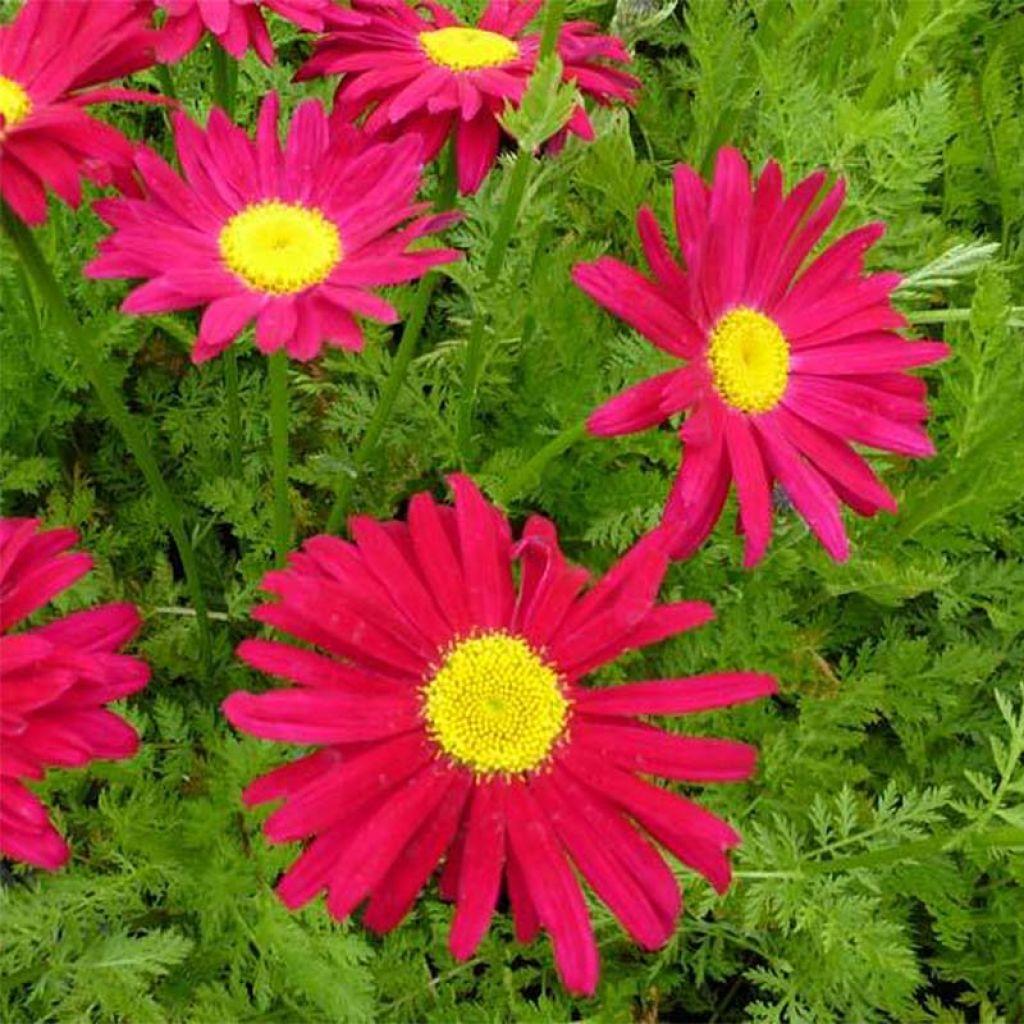 Tanacetum Coccineum Robinson S Roseum - View 8 from www redcrocus com