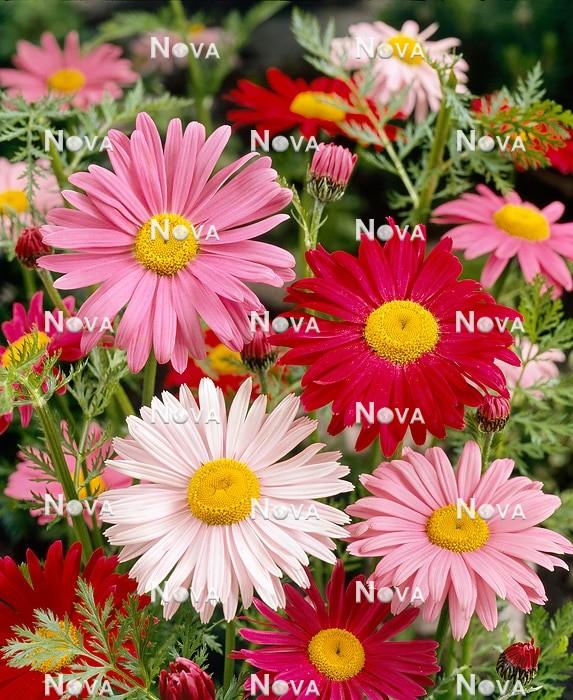 Tanacetum Coccineum Robinson S Roseum - View 9 from www redcrocus com