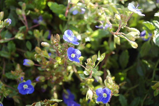 Veronica Umbrosa Georgia Blue - View 12 from www redcrocus com