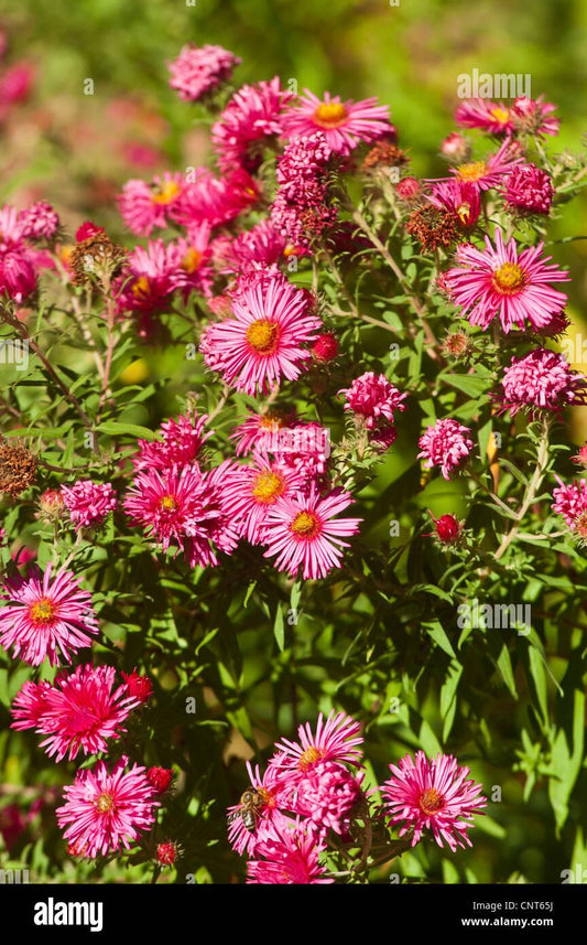 Aster Novae Angliae Pink Crush - View 11 from www redcrocus com