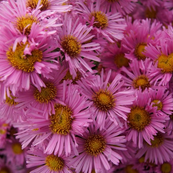 Aster Novae Angliae Pink Crush - View 12 from www redcrocus com