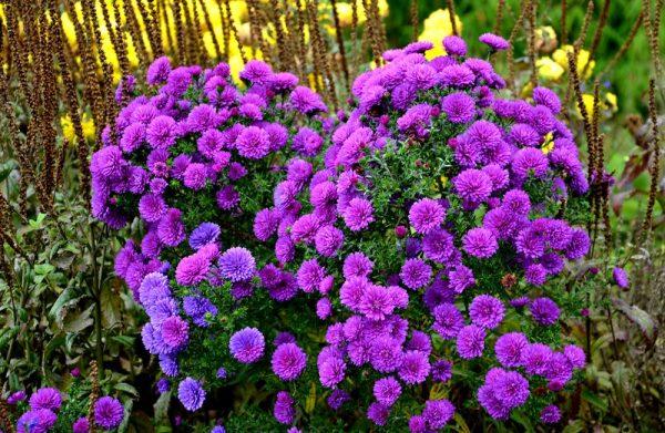Aster Novae Angliae Pink Crush - View 3 from www redcrocus com