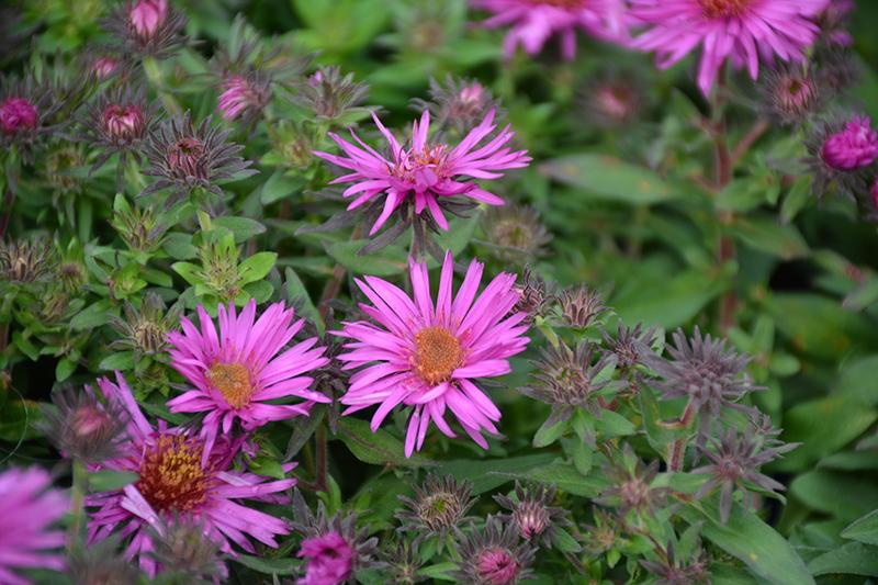 Aster Novae Angliae Pink Crush - View 5 from www redcrocus com