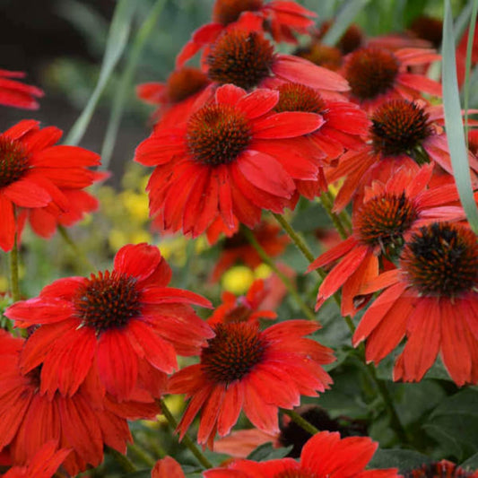 Echinacea Artisan Red Ombre - View 1 from www redcrocus com