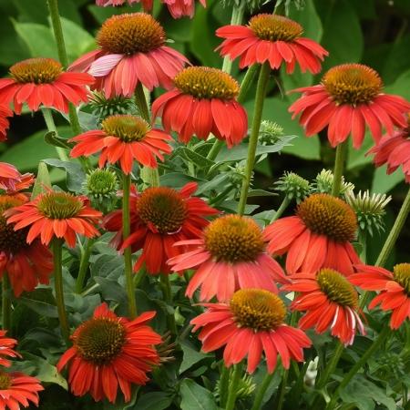 Echinacea Artisan Red Ombre - View 20 from www redcrocus com