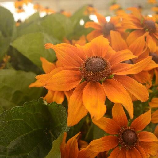 Echibeckia 'summerina Butterscotch Biscuit' - View 11 from www redcrocus com