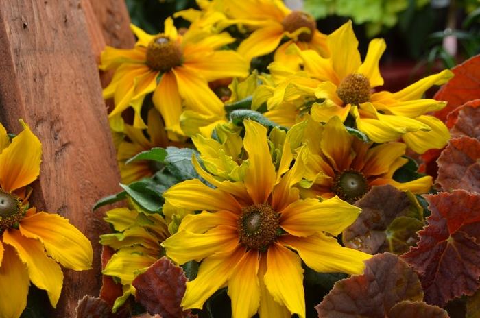 Echibeckia 'summerina Butterscotch Biscuit' - View 13 from www redcrocus com