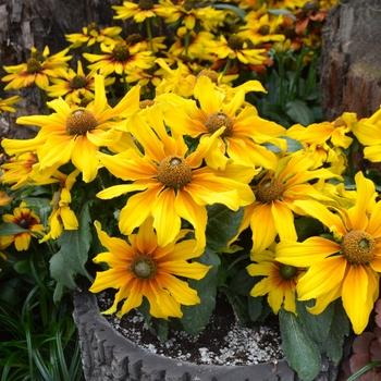 Echibeckia 'summerina Butterscotch Biscuit' - View 14 from www redcrocus com