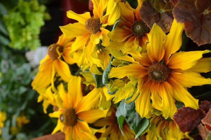 Echibeckia 'summerina Butterscotch Biscuit' - View 15 from www redcrocus com