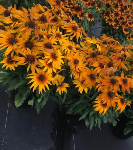 Echibeckia 'summerina Butterscotch Biscuit' - View 16 from www redcrocus com