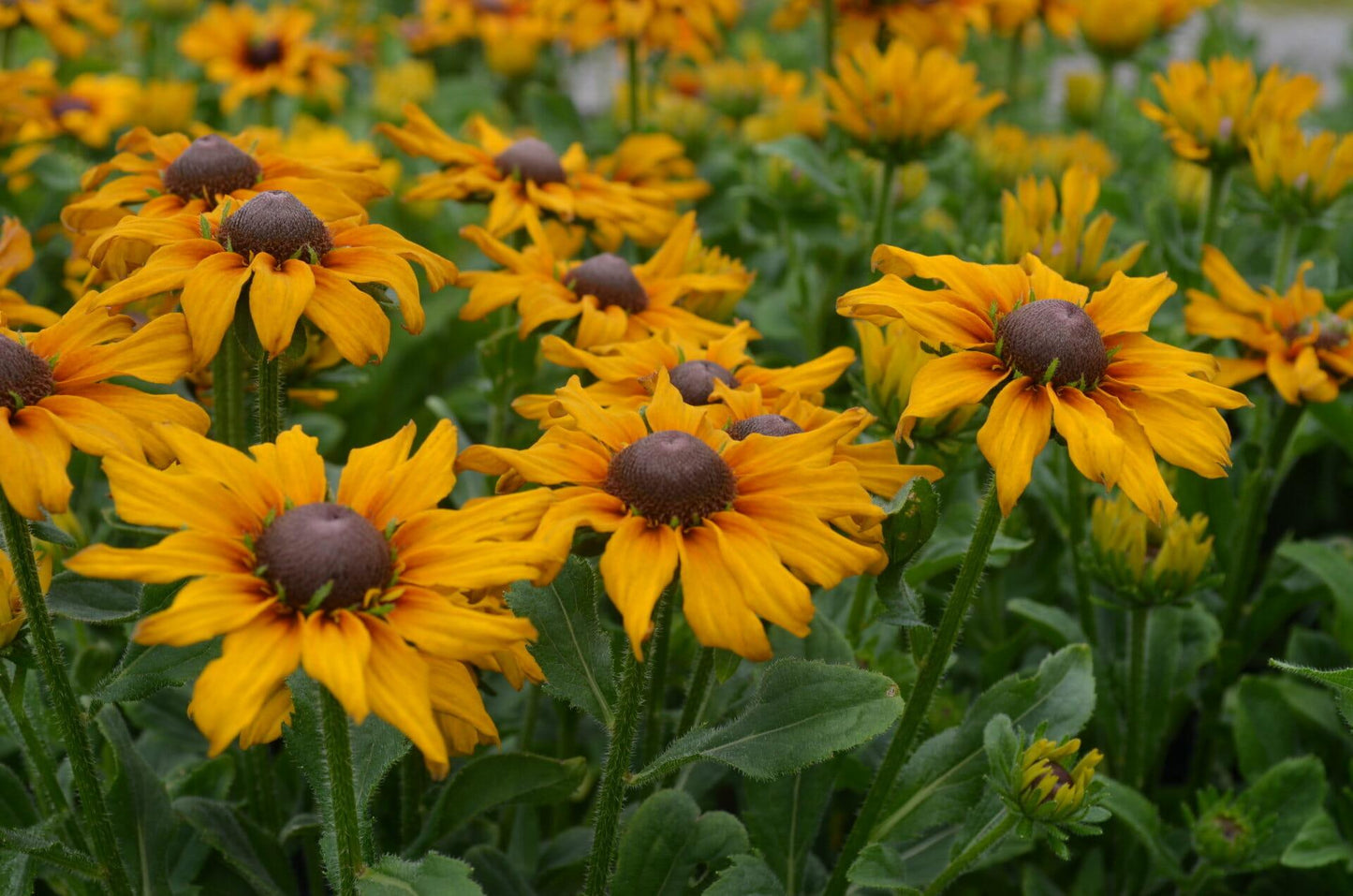 Echibeckia 'summerina Butterscotch Biscuit' - View 23 from www redcrocus com