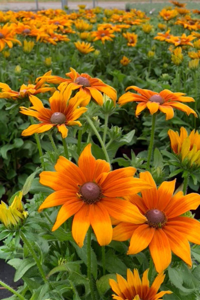 Echibeckia 'summerina Butterscotch Biscuit' - View 28 from www redcrocus com