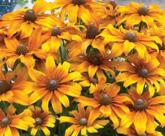 Echibeckia 'summerina Butterscotch Biscuit' - View 3 from www redcrocus com