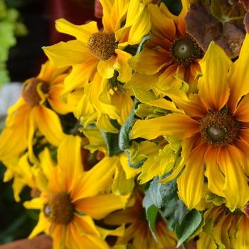 Echibeckia 'summerina Butterscotch Biscuit' - View 4 from www redcrocus com