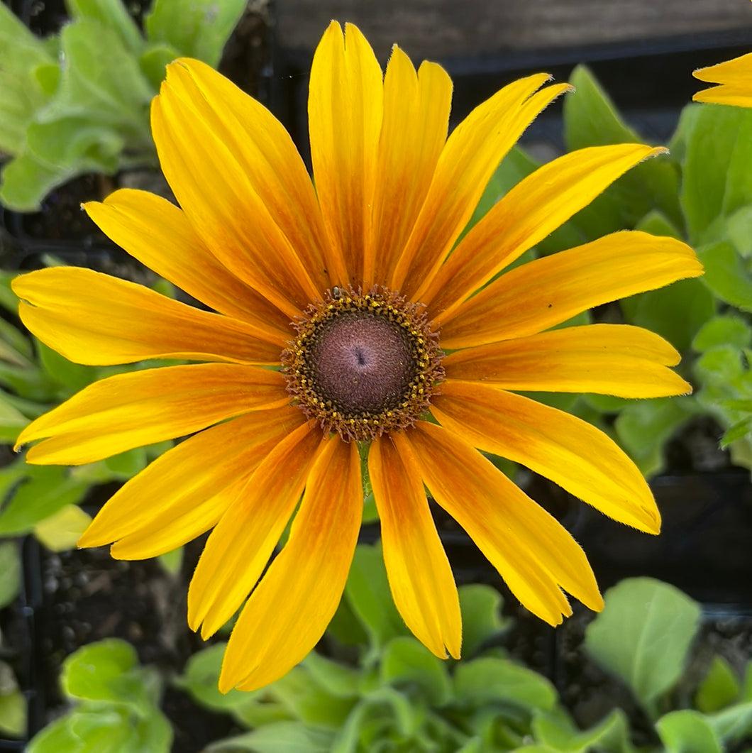 Echibeckia 'summerina Butterscotch Biscuit' - View 6 from www redcrocus com