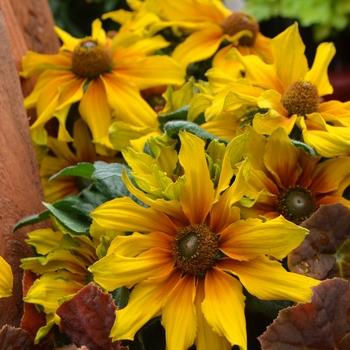 Echibeckia 'summerina Butterscotch Biscuit' - View 7 from www redcrocus com