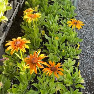 Echibeckia 'summerina Butterscotch Biscuit' - View 8 from www redcrocus com