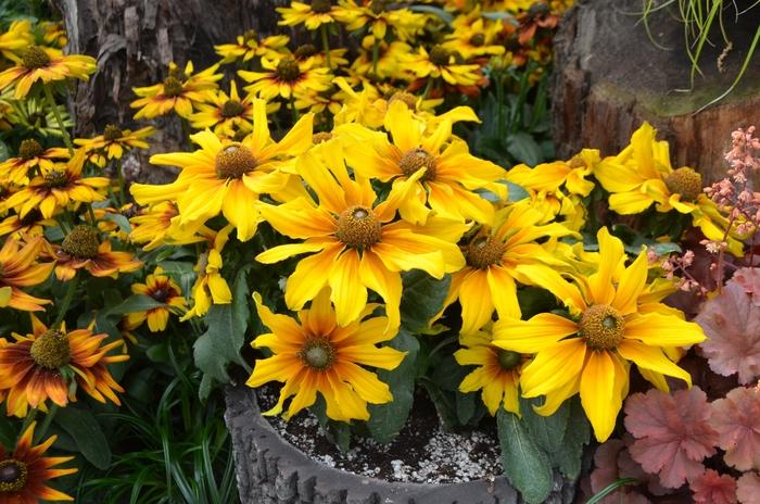 Echibeckia 'summerina Butterscotch Biscuit' - View 9 from www redcrocus com