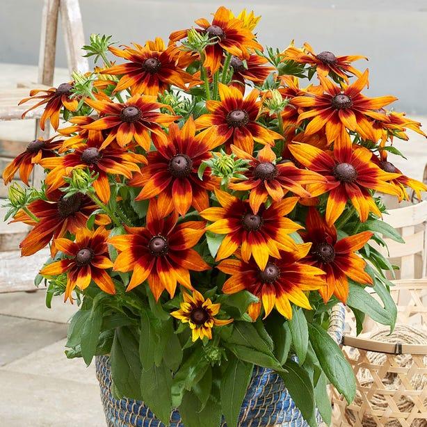 Echibeckia Summerina Sizzling Sunset - View 10 from www redcrocus com